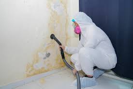 Best Basement Mold Removal  in , MO